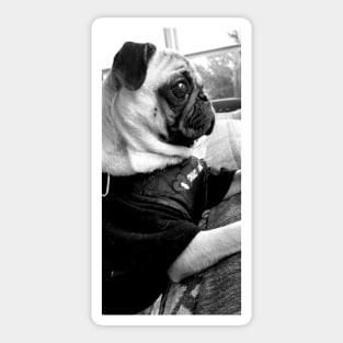 Pug love Sticker